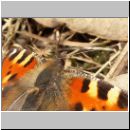 Aglais urticae - Kleiner Fuchs 07.jpg